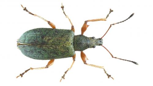 Réf. 246 754 : Phyllobius glaucus